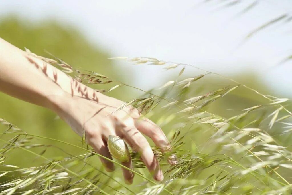 Прилагательные приложение предположение вырос. Разгореться располагаться растение касание. Мимоза стыдливая. Разгореться располагаться растение касание. Мимоза стыдливая.