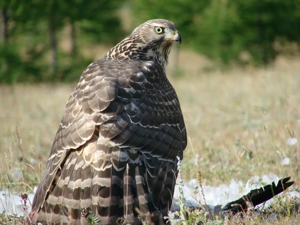 Лунь канюк тетеревятник. Камчатский ястреб-тетеревятник. Реюньонская пустельга. Молодой ястреб. Птица ястреб перепелятник.