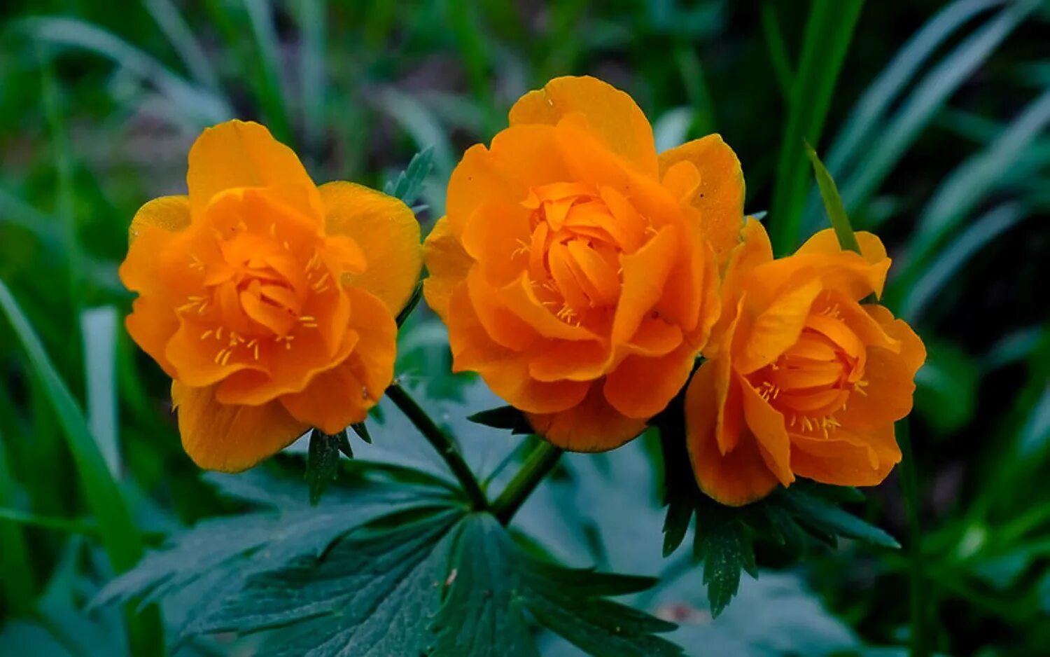 Купальница азиатская. Купальница азиатская Trollius asiaticus. Купальница Сибирская. Купальница азиатская (огонек азиатский).