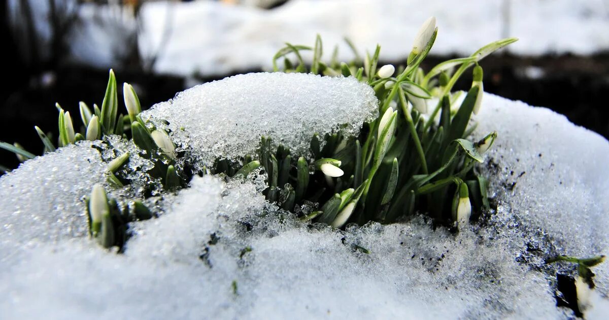 снег весной картинки. цветы в снегу. снег весной картинки. снег весной картинки. снег весной картинки.