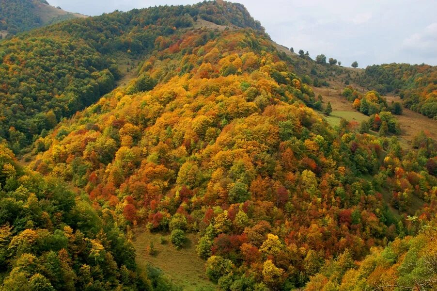 Леса осетии. Кударское ущелье Южная Осетия. Лес \Южная Осетия. Квайса Южная Осетия природа. Квайса Южная природа.