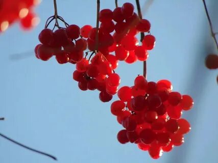 Читать осколки души 75 во бору брусника