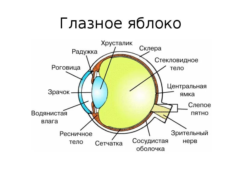 Строение 8. Строение анализатора глаза. Строение зрительного анализатора глазное яблоко. Строение анализатора зрения. Зрительный анализатор строение и функции глаза.