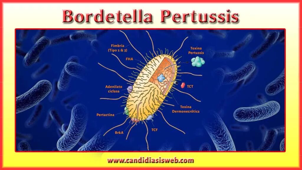 Pertussis коклюш. Bordetella пертуссис. Бактерия Bordetella pertussis. Возбудитель Bordetella parapertussis. Bordetella parapertussis бактерии.