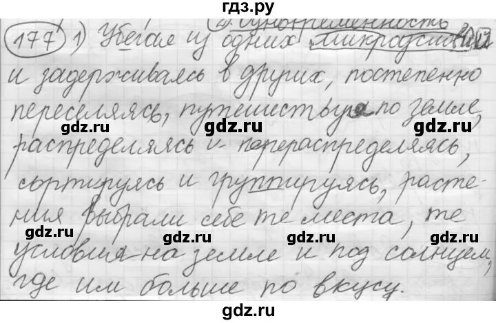 Русский язык страница 104 упражнение 177. Упражнение 177 по русскому языку 7 класс. Упражнение 177 по информатике. Русский язык 5 класс упражнение 177. Русский язык 5 класс 1 часть упражнение 177.