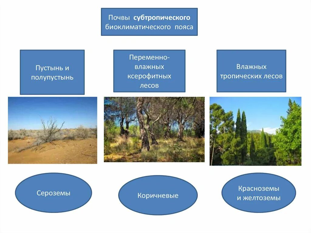 Почвы влажных субтропических лесов. Субтропические и тропические почвы. Почвы субтропического пояса. Почва в субтропическом климате.