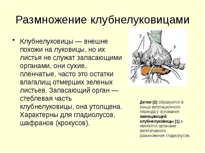 Вегетативное размножение клубнями примеры растений. Размножение растений клубнями описание. Размножение растений клубнями описание. Утолщение междоузлий стебля капусты кольраби. Способы вегетативного размножения картофеля.