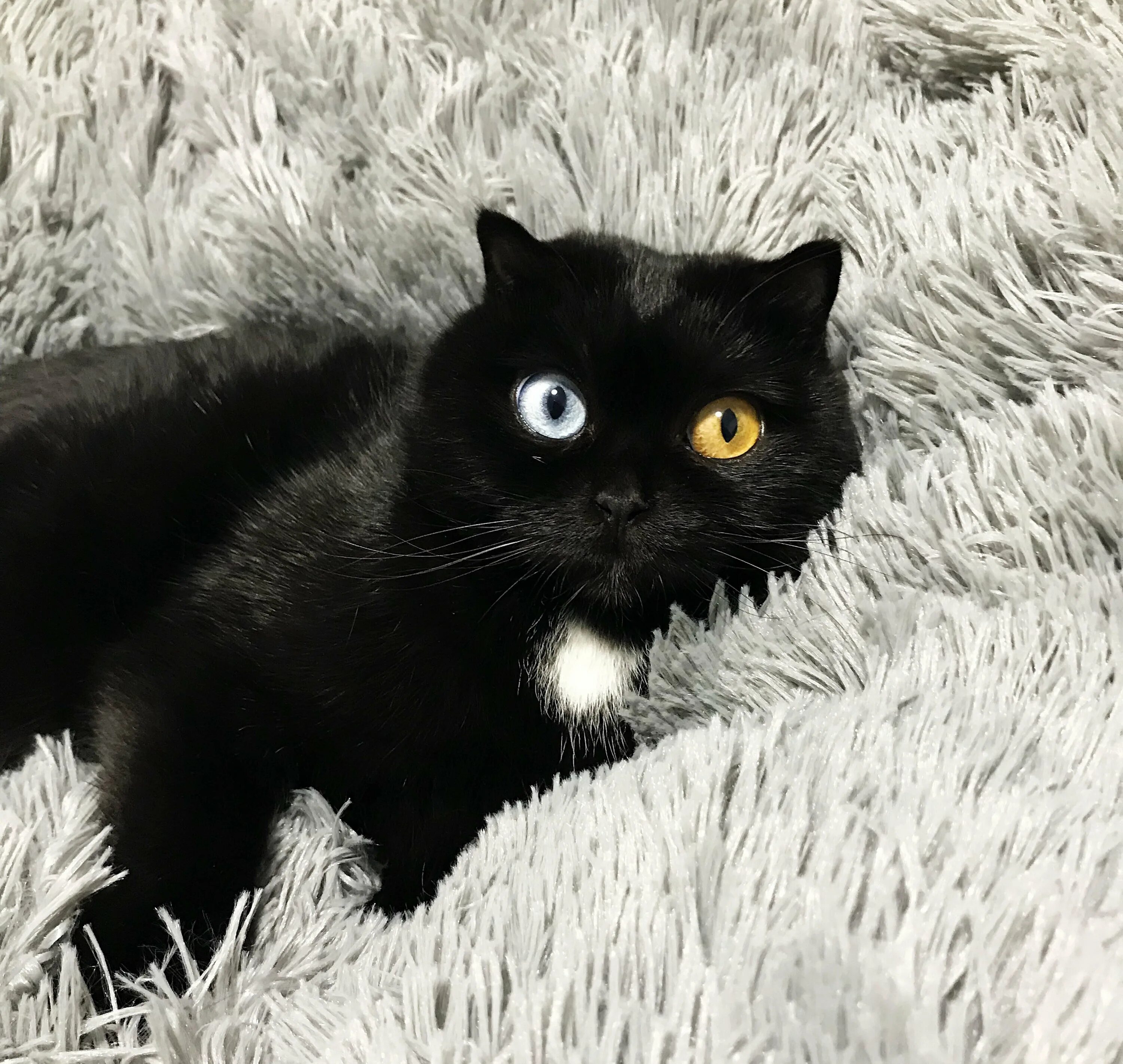 Вислоухий черно белый кот. Черный кот гетерохромия. британский кот черный с белым. черная кошка с разными глазами. черный кот с разными глазами.