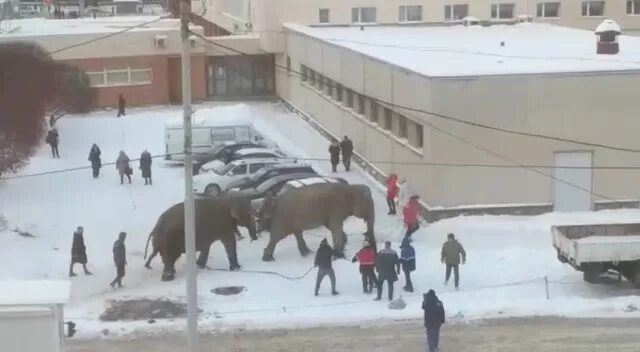 Слон сбежал из цирка Екатеринбург. Слоны сбежали в Екатеринбурге. Слон зимой в Екатеринбурге. Слон на улице в Екатеринбурге. Сбежавший цирк