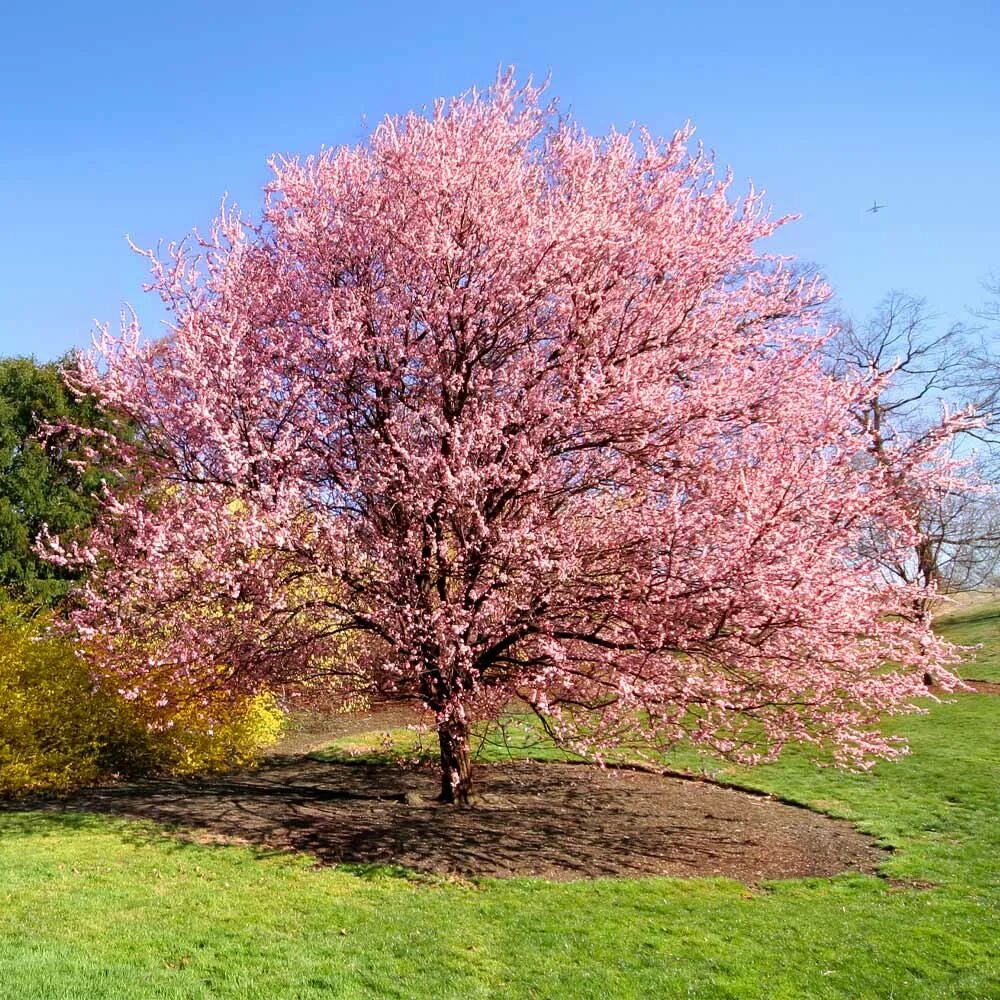 Сакура Канзан. Слива Канзан. Prunus Kanzan Tree. Вишневое дерево розовое. Розовое дерево без листьев