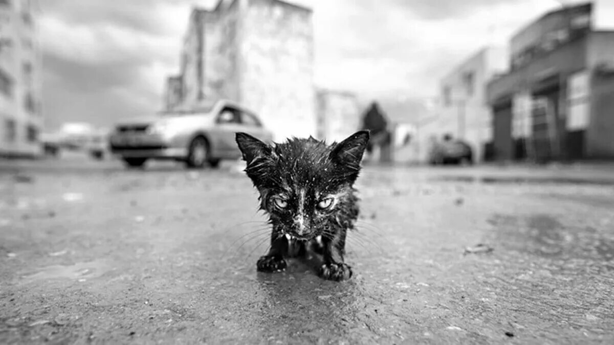 одинокий котенок. прошел мимо котенка. бездомные коты с надписями. грустный бездомный котенок. кот на улице.
