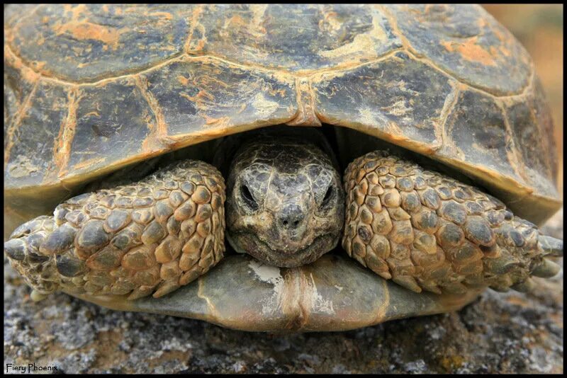 Черепаха приходит первой. Среднеазиатская черепаха ареал. Сердце среднеазиатской черепахи. Черепаха в средней Азии. Степная сухопутная черепаха.