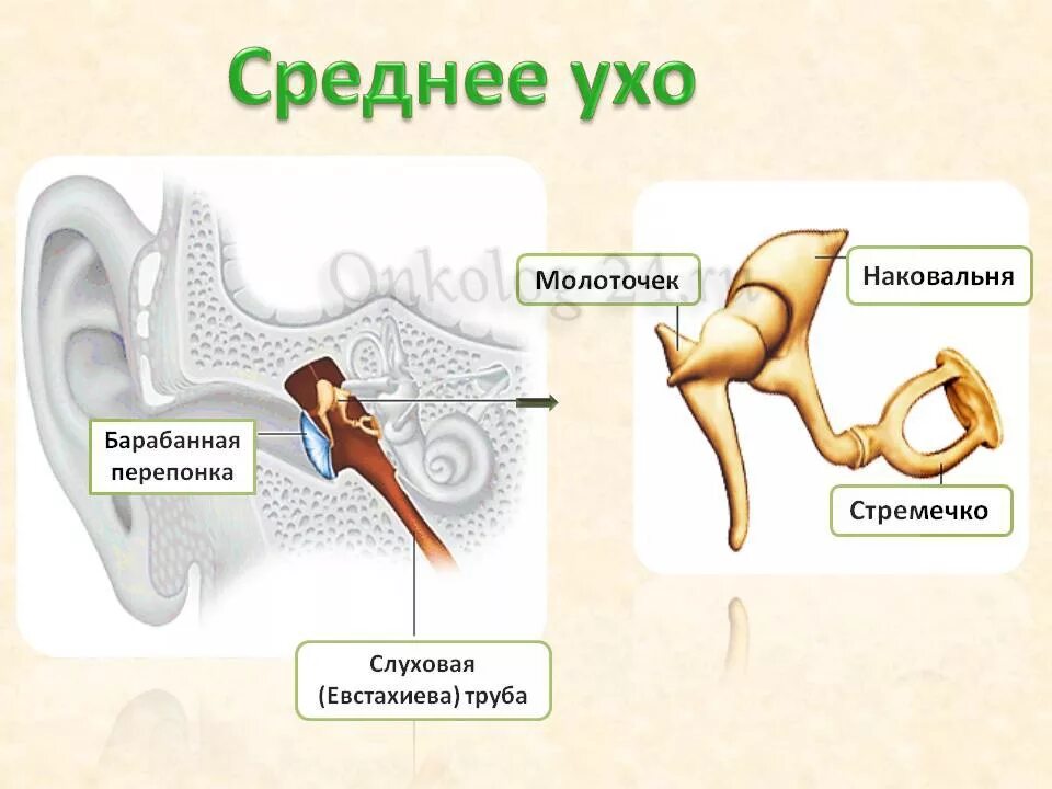 В среднем ухе расположены наковальня. Функции полости среднего уха человека. Строение слуховых косточек молоточек наковальня стремечко. Строение уха среднее ухо. Среднее ухо молоточек наковальня.