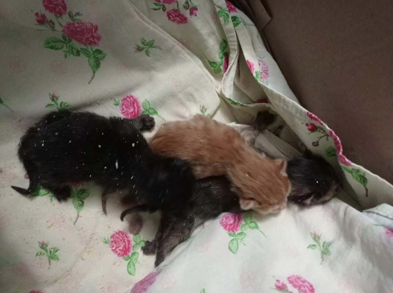 Кошка и новорожденные котята. Новорожденные брошенные котята. Новорожденные котята недоношенные. Новорожденные котята. Маленькие котята только родившиеся.