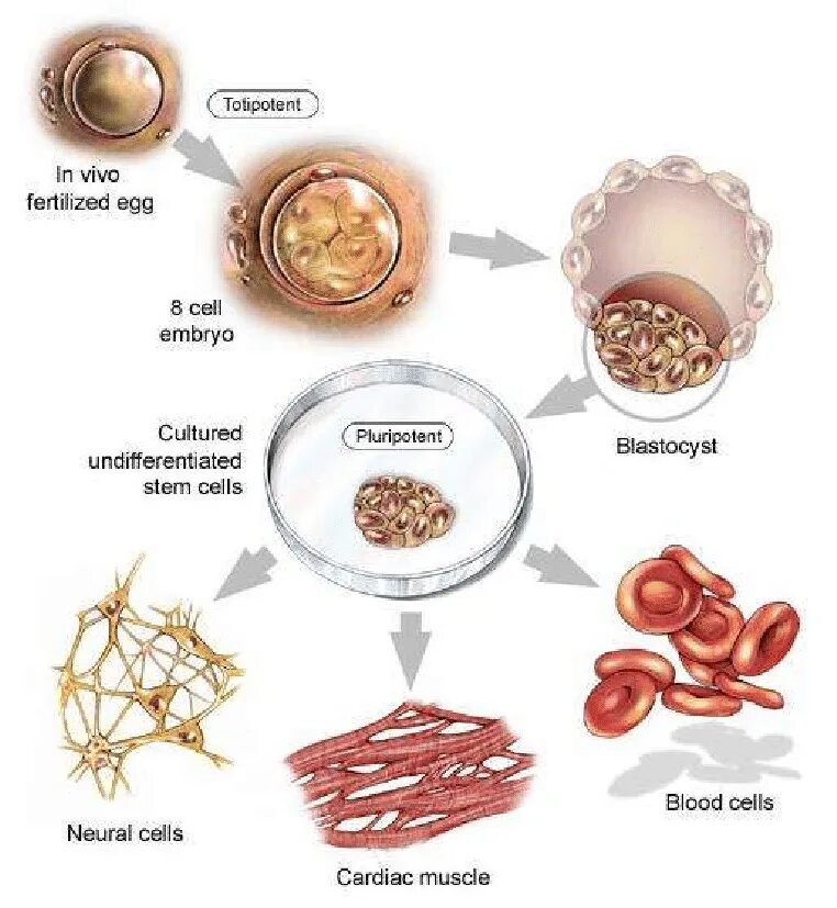 1 стволовые клетки. Плюрипотентные стволовые клетки. Виды эмбриональных стволовых клеток. Плюрипотентная стволовая клетка. Эмбриональные стволовые клетки человека.