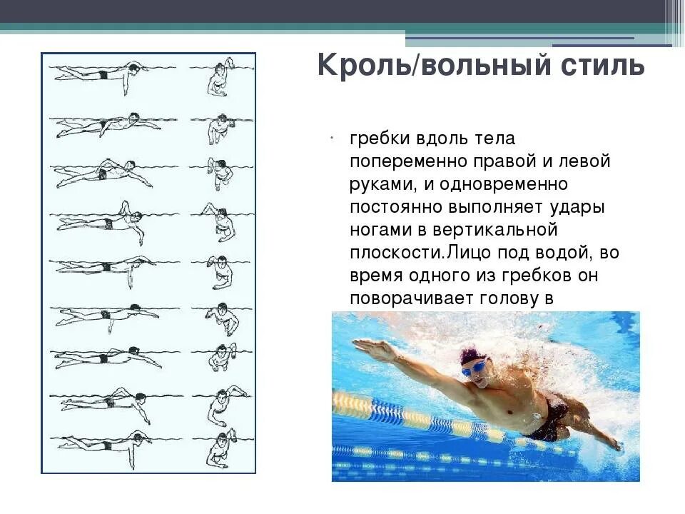 Реферат техника плавания кроль. Плавание брасс Кроль на спине Кроль на груди и Баттерфляй. Стиль плавания Кроль техника. Кроль брасс Баттерфляй техника. Техника плавания Кроль 2 класс-.