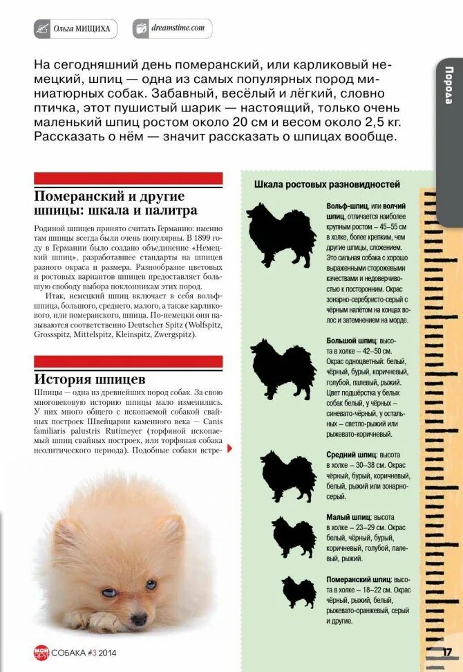 Стандарт породы немецкий померанский шпиц. Малый немецкий шпиц стандарт породы вес. Шпиц немецкий и померанский вес. Немецкий шпиц мини вес.