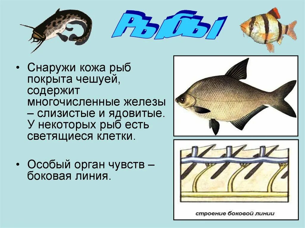 Кожные железы у рыб. Кожа рыбы. Кожный Покров рыб. Кожа рыб покрыта.