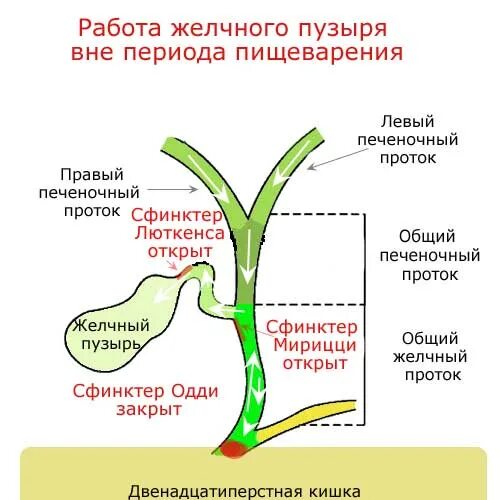 Улучшение желчеоттока. Желчный пузырь сфинктер Люткенса. Протоки желчного пузыря сфинктеры. Сфинктер пузырного желчного протока. Строение желчного пузыря сфинктеры.