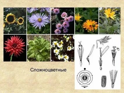 3 покрытосеменных растений название