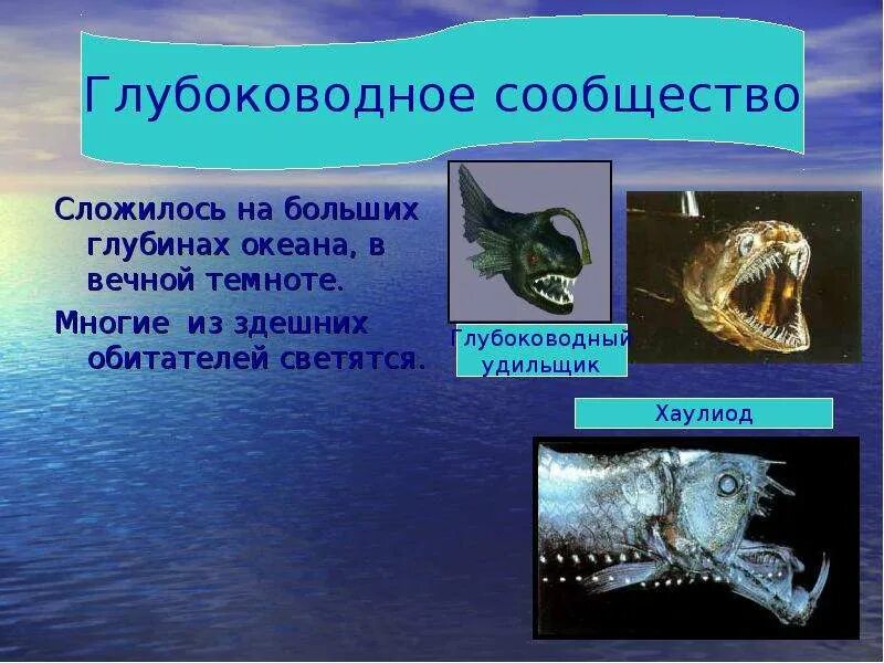 Сообщество океанов. Глубоководное сообщество обитатели. обитатели водных глубин. морские обитатели глубоководий.