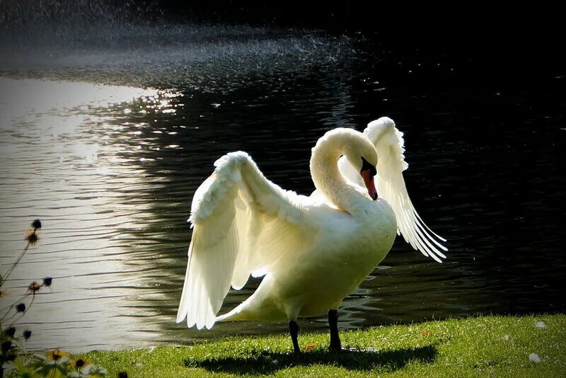 Красивая природа с лебедями. Сказочный лебедь. Сказочный лебедь. Фигуры изо льда. Сказочный лебедь.