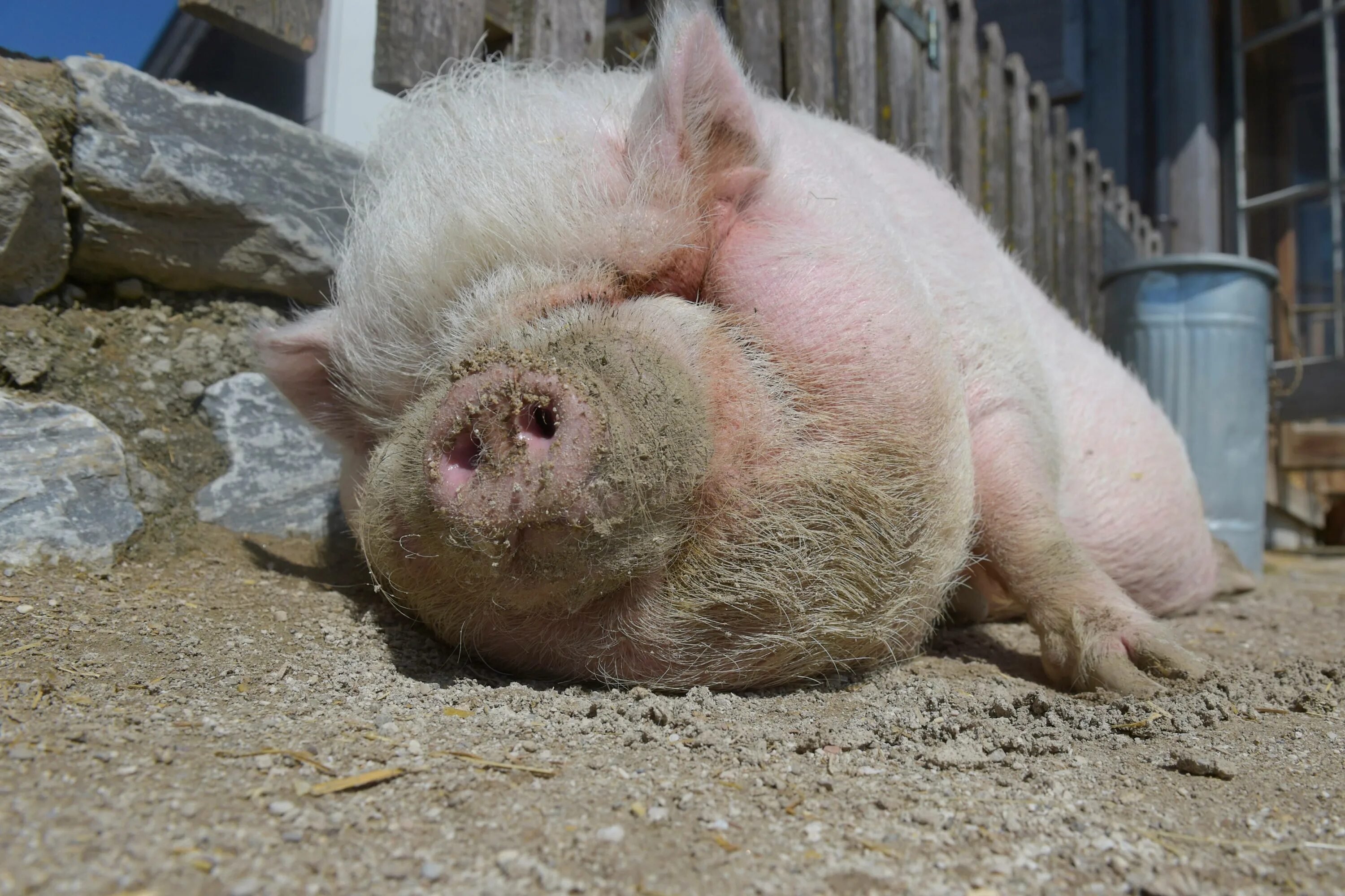 Поросята. Свинья. Свинья. Pig s. Pig s.