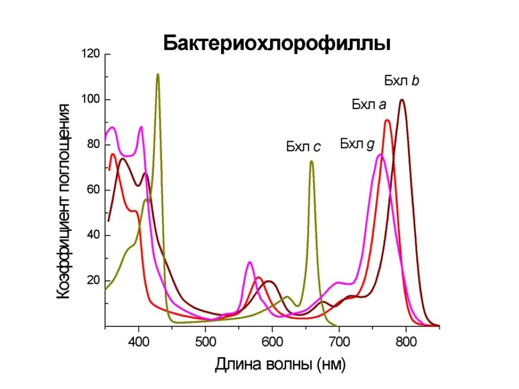 Отметьте на графике спектр поглощения фикоэритрина. Бактериохлорофилл а спектр поглощения. спектры поглощения бактериохлорофиллов. спектр поглощения бактериохлорофилла хлорофилла. спектр поглощения растительных пигментов.