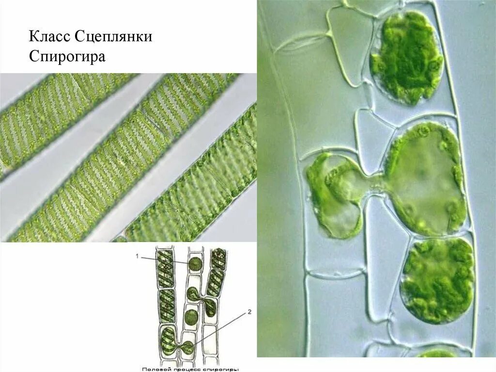 Хлоропласт спирогиры. Жц спирогиры. спирогира водоросль размножение. конъюгация водоросли спирогиры.