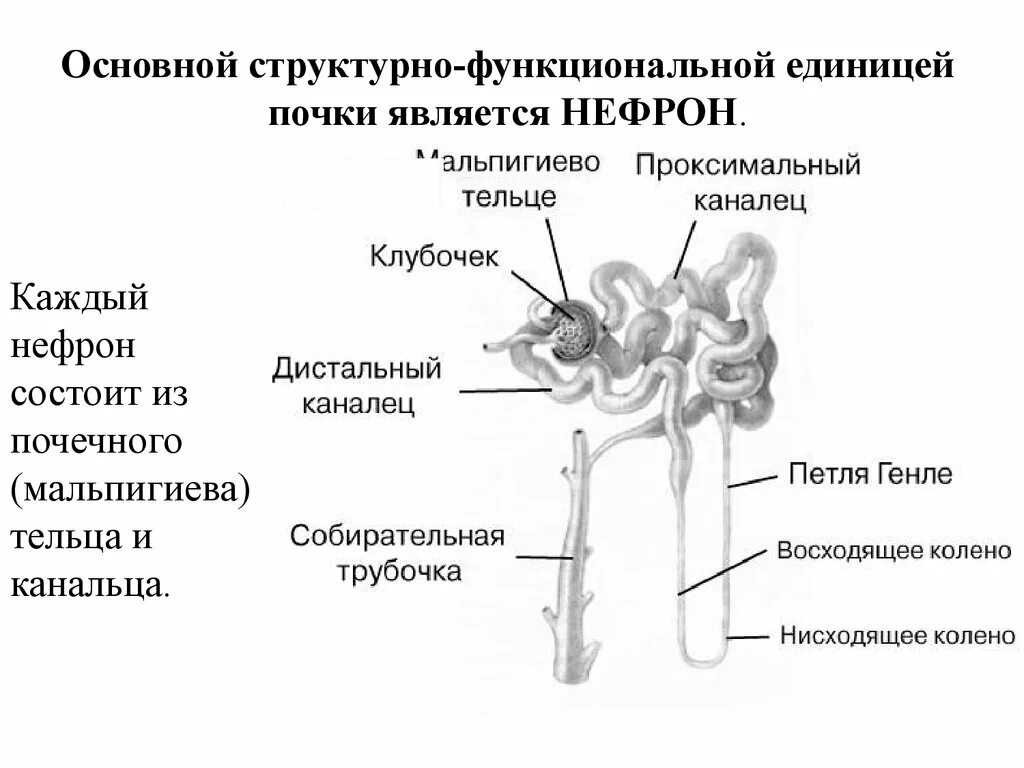 Какая структурная единица почки изображена на рисунке. Строение почки каналец нефрона. строение почечного нефрона его отделы. схема строения нефрона почки. строение почки петля генле.