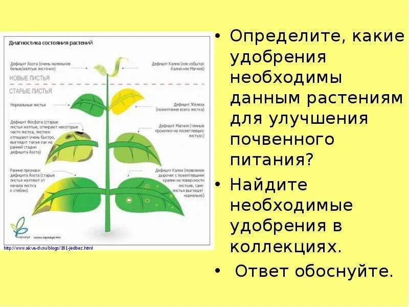 Минеральное питание растений удобрения 6 класс биология. Почвенное питание растений удобрения. Минеральное почвенное питание растений. Воздушное и почвенное питание. Синонимы термина минеральное питание в ботанике