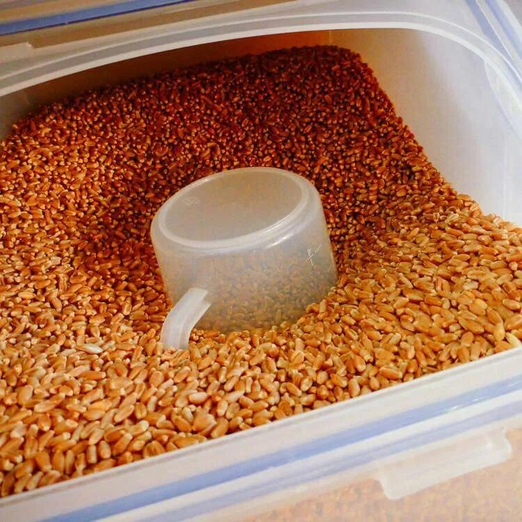 Пшеница для курей. Зерно для кур. Зерно для кур. Зерна для птиц. Пшеница корм для кур.