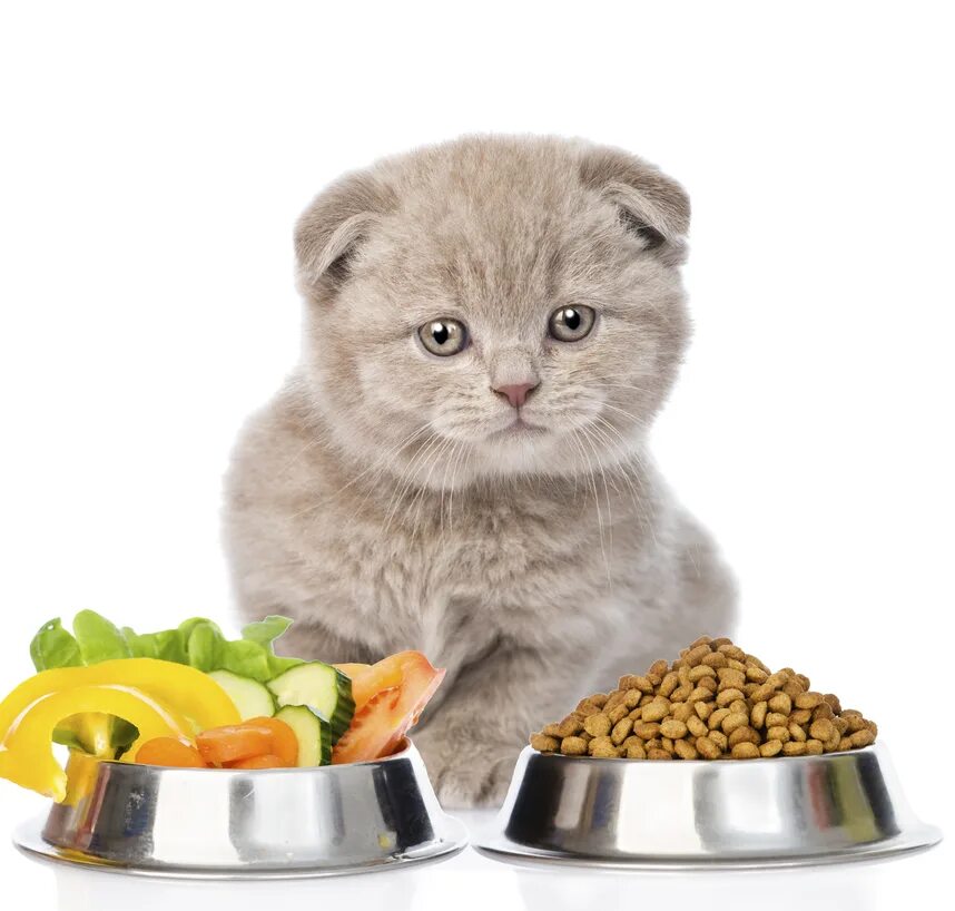 Питание кошек кормами. Рацион питания шотландского вислоухого котенка. Еда для кошек. Котенок кушает. Натуральное питание для котов миска.