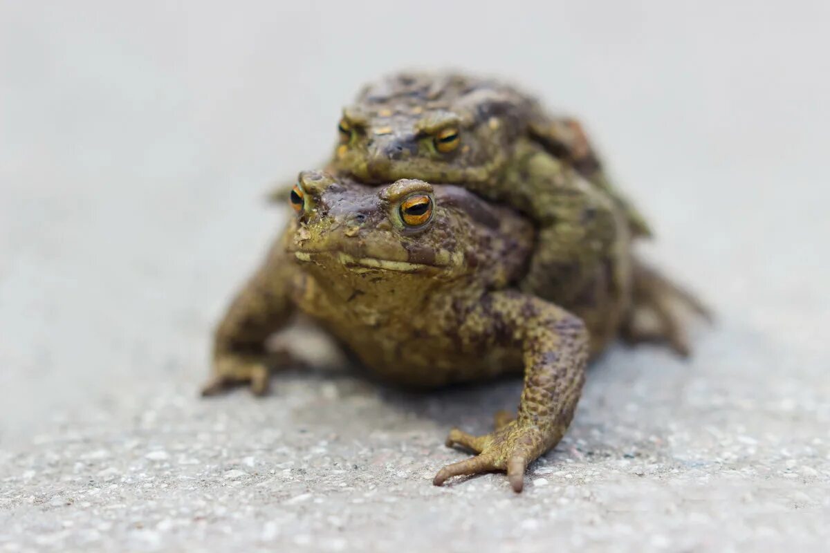 плохая жаба. жаба лежит. жаба бломберга. плохая жаба. плохая жаба.
