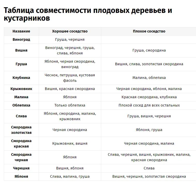 Можно ли сажать вишню рядом