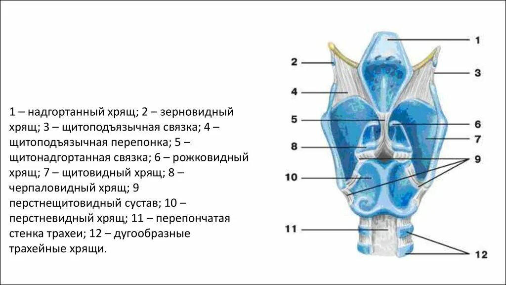 Надгортанный хрящ функции. Надгортанник хрящ рожковидный клиновидный. черпаловидные хрящи. щитонадгортанная связка. надгортанный хрящ анатомия.