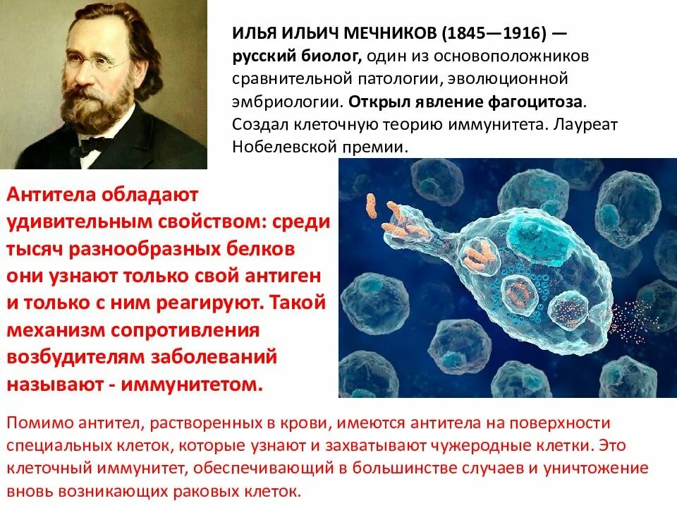 Какое явление открыл мечников. Мечников фагоцитоз клеточный иммунитет. Мечников эмбриология.