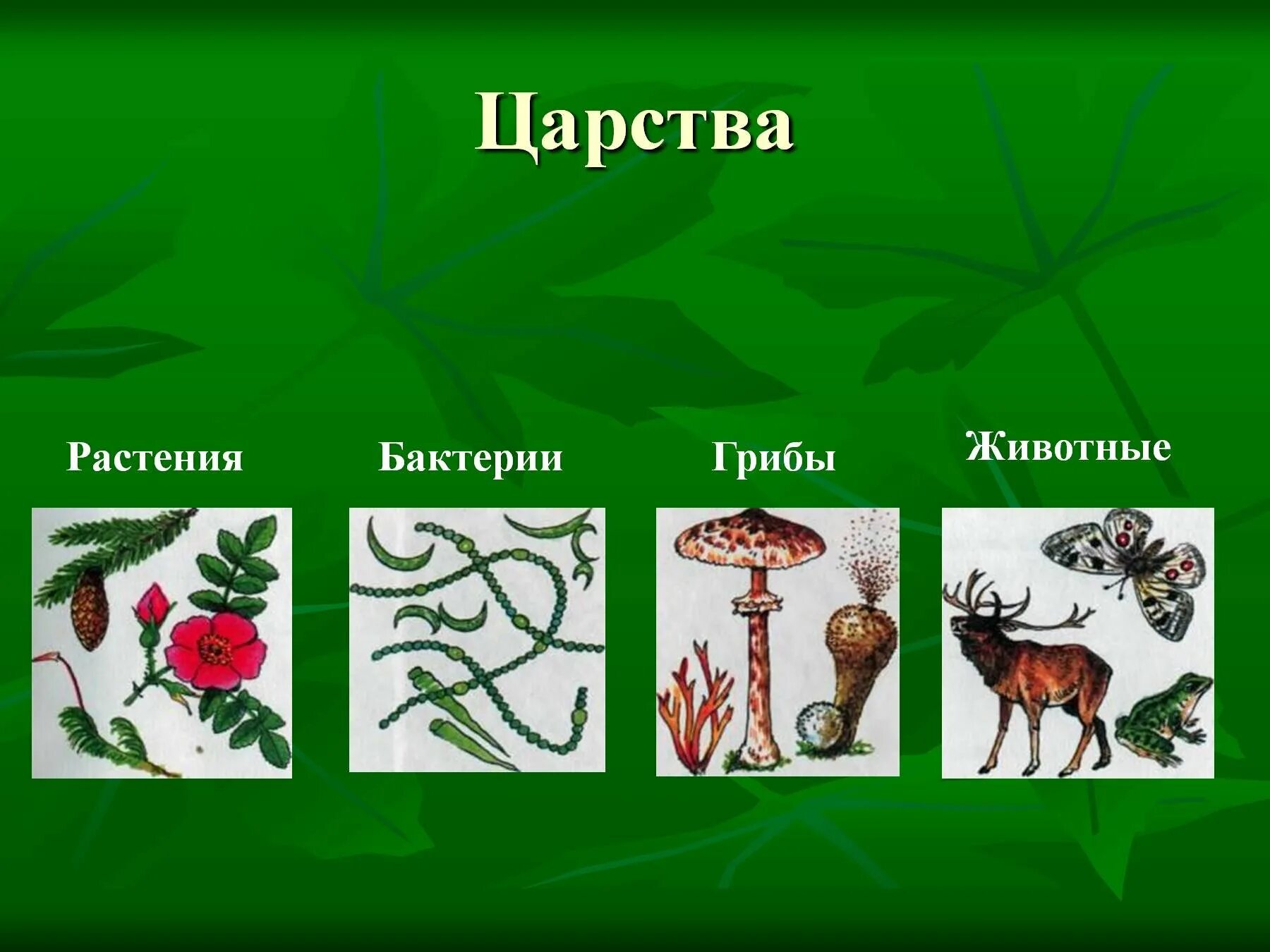 Царства живых организмов рисунок. Царство животные. Царство животные растения. Царство по биологии. В царстве животных.