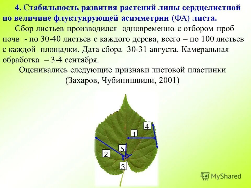 площадь листа растения