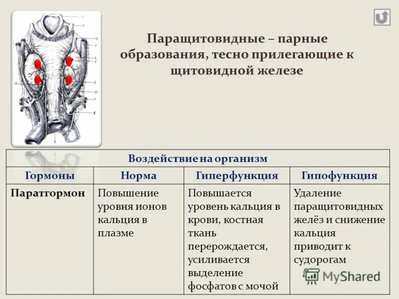 Паращитовидные железы гормоны