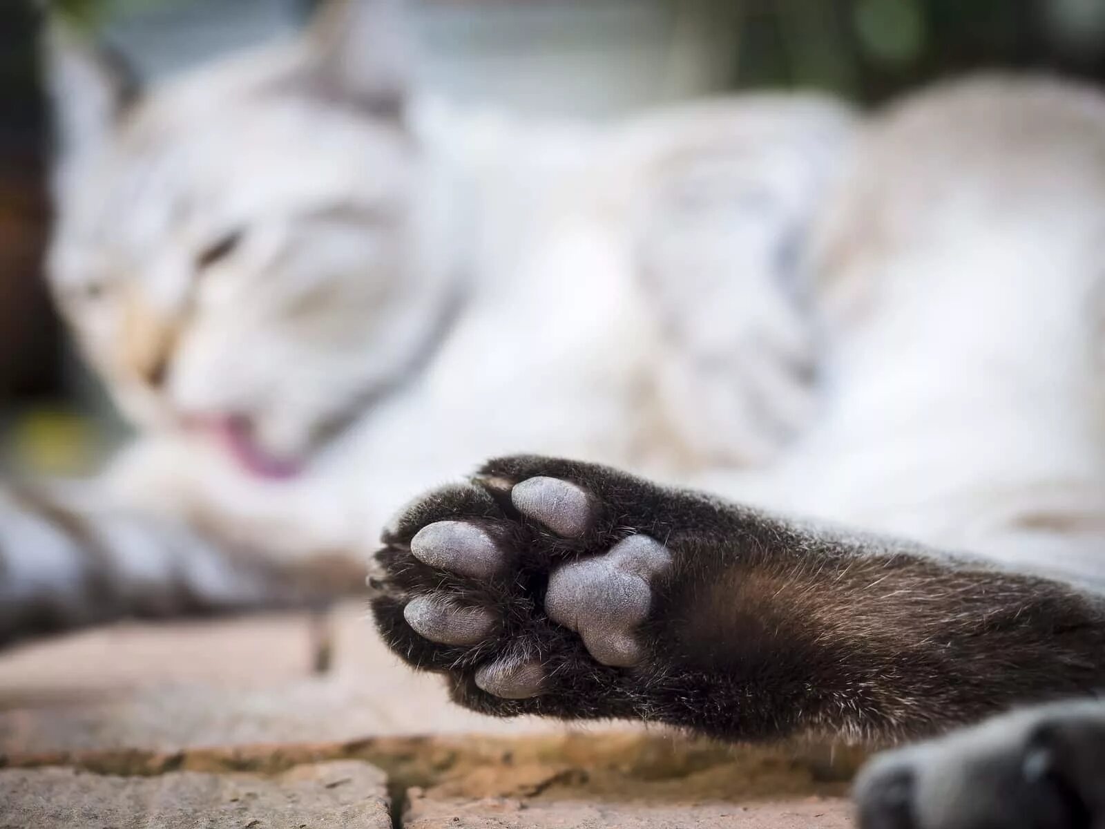 Цвет подушечек лап у кошек. Лапа кота. лапка кошки крупным планом. фон лапы кота. лапы кошек в квартире.