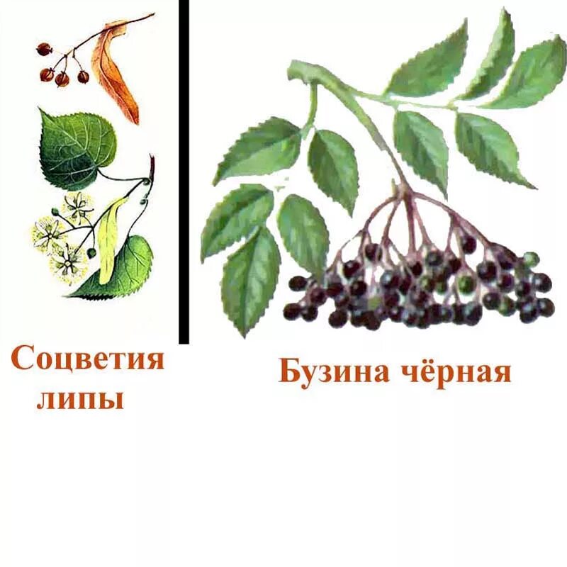 Тест бузина. Тест бузина. Липа тип плода. Бузина вильямса (sambucus williamsii). Семейство жимолостные формула цветка.