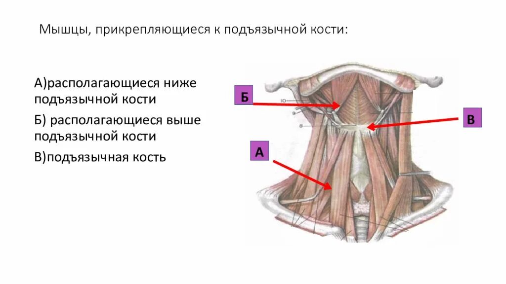 Кости прикрепляется. Мышцы шеи прикрепляющиеся к подъязычной кости. мышцы шеи лежащие ниже подъязычной кости. мышцы ниже подъязычной кости. мышцы шеи ниже подъязычной кости.