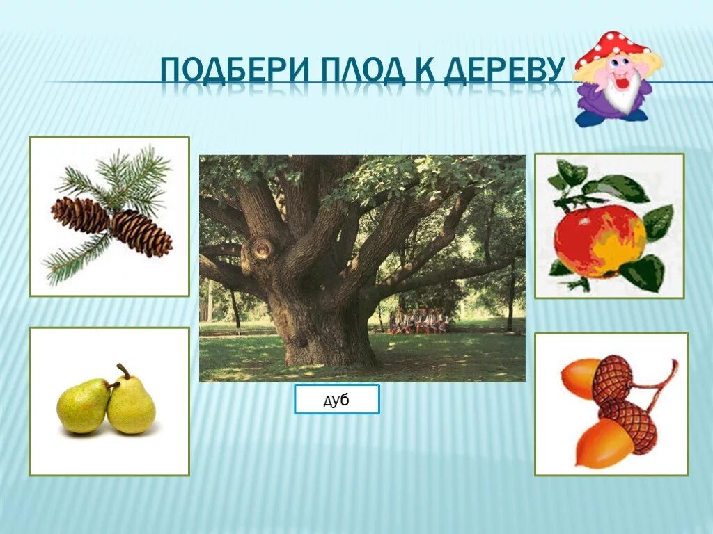 косточковые плоды айва. к каким деревьям относятся плоды. к каким деревьям относятся плоды. к семечковым плодам относятся. листья ясеня клена и липы.