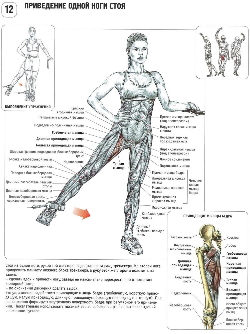 Как накачать внутренние мышцы. Упражнения для бедер. Упражнения для мышц бедра. Комплекс упражнений для мышц ног. Упражнения на приводящие мышцы бедра.