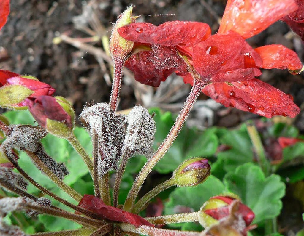 Серая гниль – Botrytis cinerea. Серая гниль (Botrytis tulipae). Плесень ботритис. Ботритис на розах.