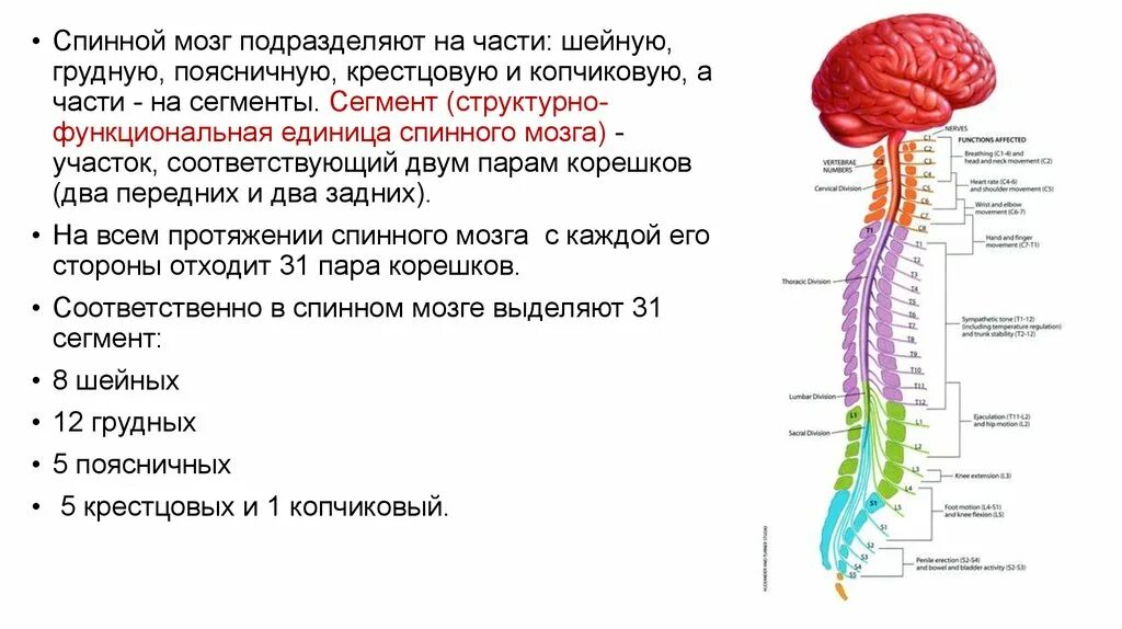 Головной и спинной строение и функции. Нервная система схема спинного мозга. Структурно-функциональная единица спинного мозга. Сегментарное строение спинного мозга. Шейный отдел спинного мозга схема.