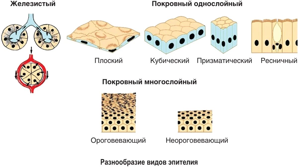 Тип клеток эпителиальной ткани. Строение железистой эпителиальной ткани. Железис эпителия вид ткани. Строение эпителиальной ткани животного.