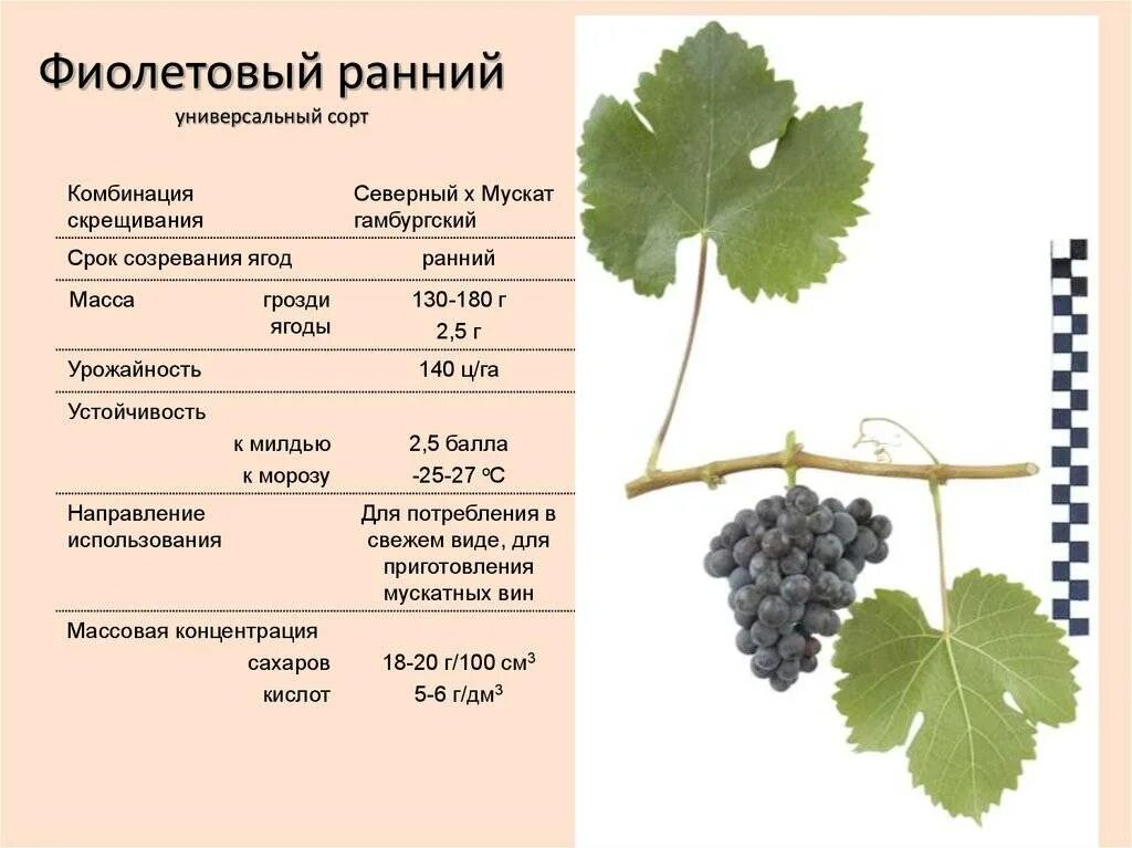Какой тип развития характерен для виноградной. Сорт винограда Альфа. Ароматика сортов винограда. Сорт Саперави виноград характеристика. Сорт винограда Квазар.