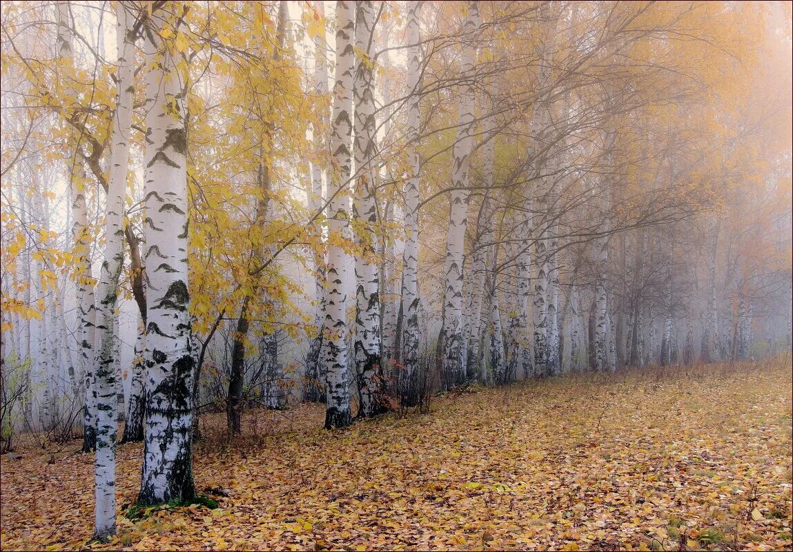 луна березы. механические повреждения деревьев. осенняя береза. осыпался березы. осыпался березы.